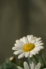 white daisy, green background