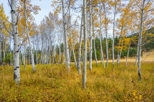 Fototapeta Golden birch grove in autumn, Mountain Home Road, LEAVENWORTH AREA, Washington state