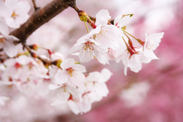 桜 sakura, cherry blossom