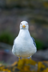 Lesser black-backed gull staring