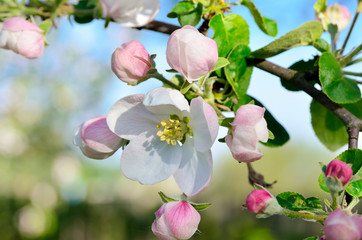 Obraz premium Young apple-tree flowers in the spring garden