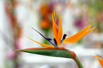 Bird of paradise flower