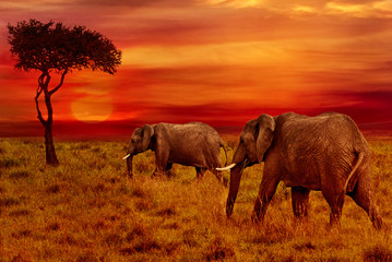 Naklejka na ściany i meble Elephants at Sunset Background