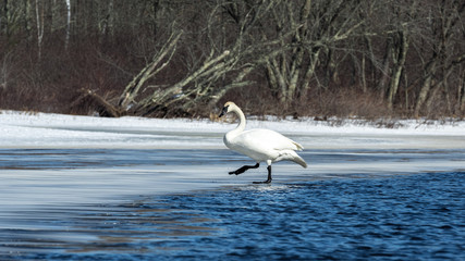 A trumpeter swan, Cygnus buccinator, climbs out of the water onto a thin ice shelf in northern Wisconsin.