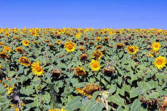 Sunflower farming - helianthus - in Brazil