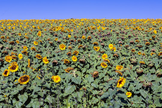 Sunflower farming - helianthus - in Brazil