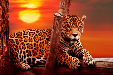 Fototapeta na wymiar Jaguar sitting on a tree, sunset