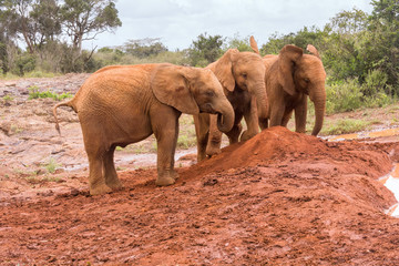 Fototapeta na wymiar Three baby elephants play each other on red clay heap with bushes in background. Sheldrick Elephant Orphanage in Nairobi, Kenya.