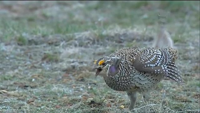 Grouse walk in a field.