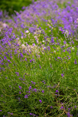 bush flower lavender lilac with green foliage