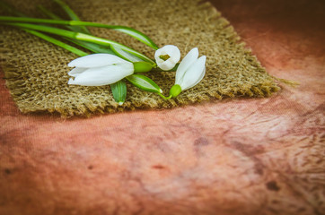 white snowdrop decoration