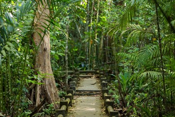 Jungle in Thailand