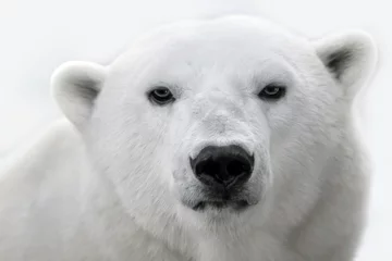Foto op Plexiglas Portret van een witte ijsbeer. © Tatiana Belova