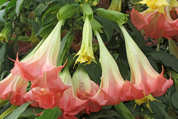 Fleurs de datura