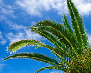 Fototapeta na wymiar Palm branches against the sky.