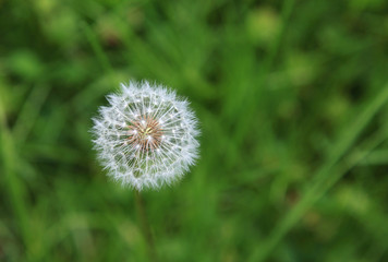 diente de león planta medicinal 0112-f16 © txakel