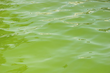 Algae