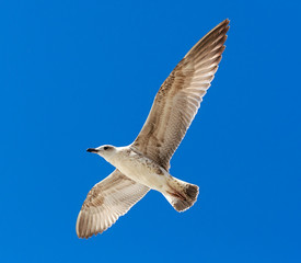Seagull flying in a blue sky.