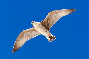 Seagull flying in a blue sky.