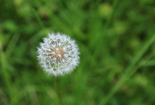 diente de le&oacute;n planta medicinal 0112-f16