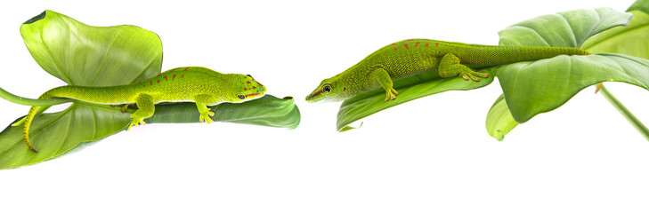 Phelsuma madagascariensis - gecko isolated on white
