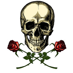 A human skull with two roses on white background