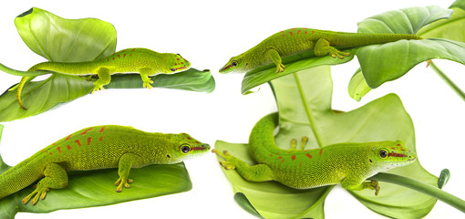 Phelsuma madagascariensis - gecko