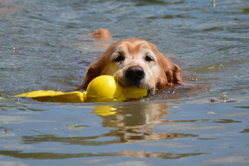 Golden retriever with a toy swimming right toward the camera.