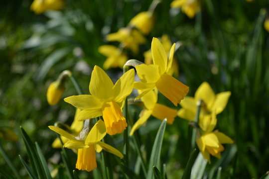 Narcissus in The Netherlands