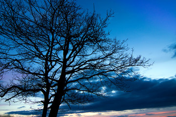 Beautiful tree silhouette at sunset