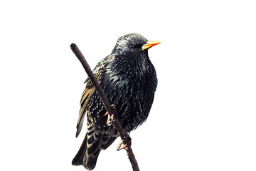 the Starling black bird with shiny feathers on a white background