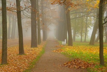 Autumn misty 