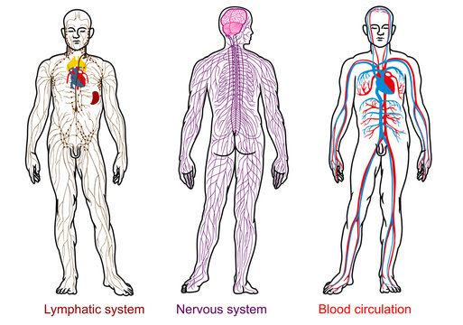 human anatomy nervous,blood,lymphatic system