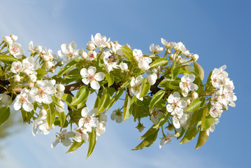 tree blossom and blue sky
