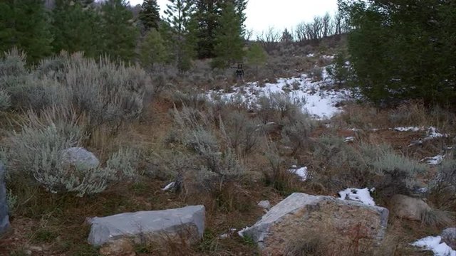 Harris Hawk flying from falconer toward camera.