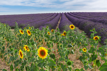 Sunflower and Lavender field