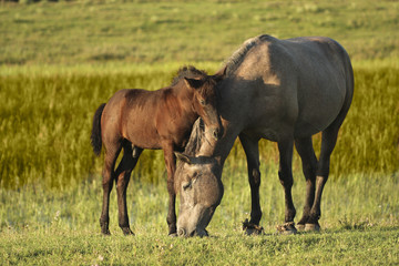 Two horses, brown foal and mother