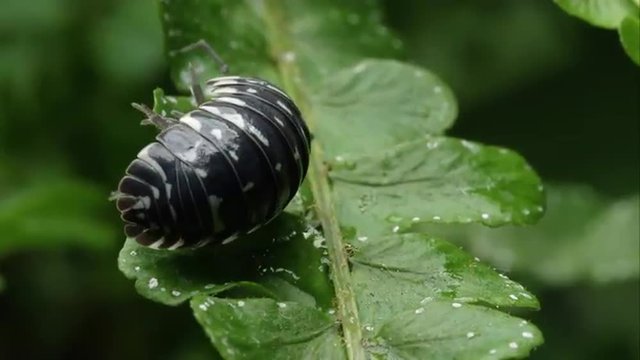 Black and white spotted pill bug on a leaf rolling from its back to feet.
