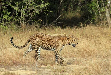 Rolgordijnen Sri Lankan Leopard (Panthera Pardus Kotiya) Walking in Grass, Yala, Sri Lanka © Daniel Lamborn