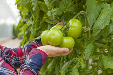 Set in a greenhouse tomato

