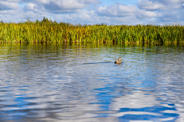 River Biebrza, Podlasie-Poland