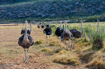 Straußenfarm in Oudtshoorn  Südafrika © majonit