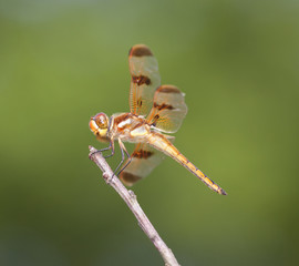 Orange dragonfly