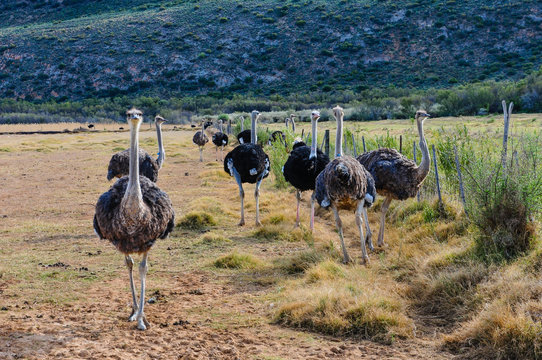 Strau&szlig;enfarm in Oudtshoorn; S&uuml;dafrika