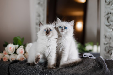Fototapeta premium Ragdoll blue point little kitten