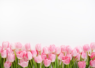  fresh spring pink tulips on white background - obrazy, fototapety, plakaty