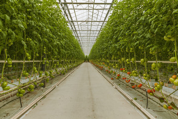 Greenhouse tomato