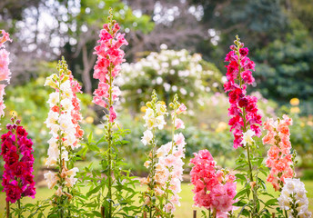 Snap dragon flower blooming in garden