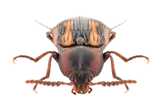 Click beetle Selatosomus cruciatus isolated on white background, head-on view.