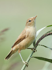 Eurasian reed warbler (Acrocephalus scirpaceus)